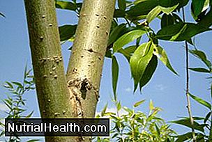White Willow Bark Health Benefits
