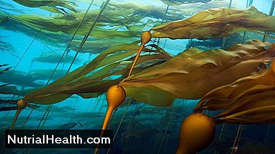 Kelp Vs. Rumput Laut