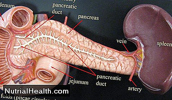 The Pancreas Secretes Enzim Itu Bertindak Atas Apa?