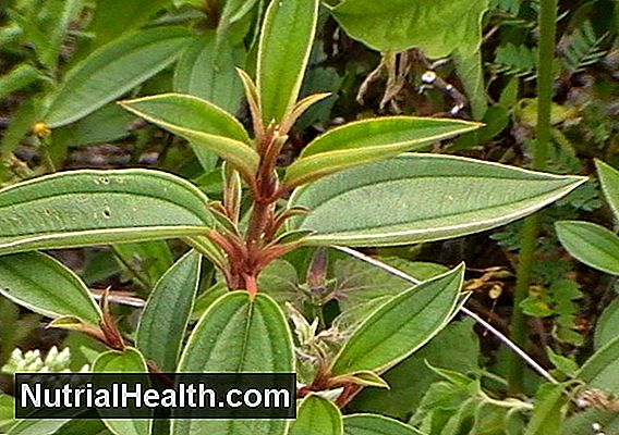 Manfaat Kesehatan Dari Dill Weed