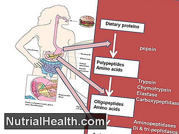 Protein Digestion Inuti Människokroppen - 2018