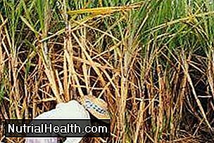 Sukkerrør er en gigantisk type gress.